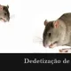 Dedetização de Ratos