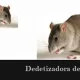 Dedetizadora de Ratos