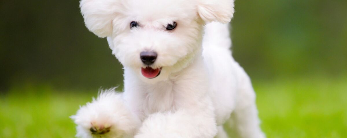 Viagem de Cães Ao Exterior