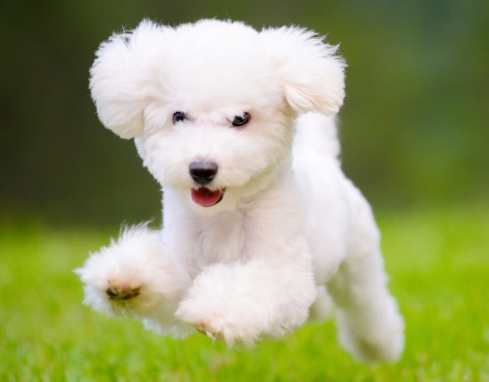 Viagem de Cães Ao Exterior