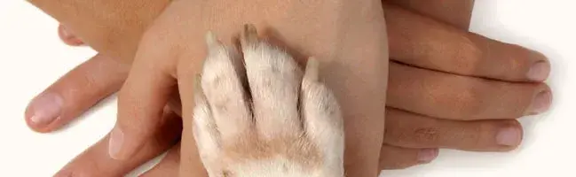 Dermatologia Veterinária