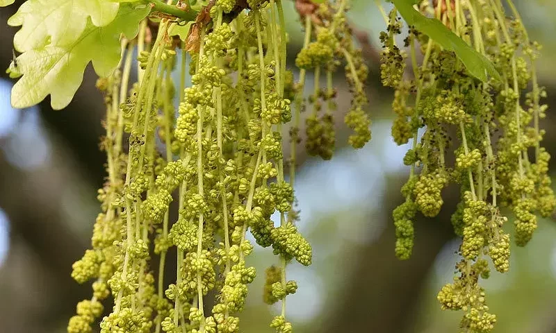 Floral de Bach Ansiedade