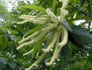 Floral de Bach para Dormir