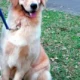 Adestramento de Cães Básico