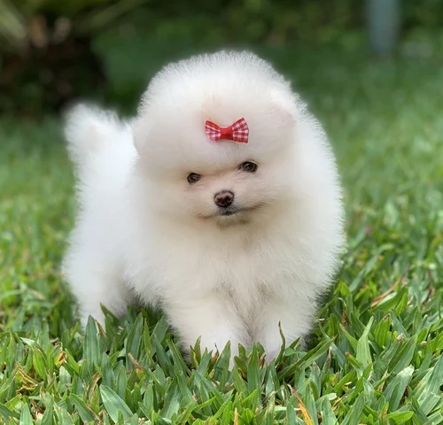 Canil de Spitz alemão em Sorocaba