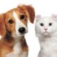 Cirurgia em Cães