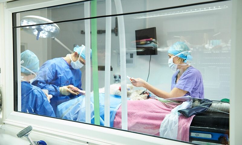 Cirurgia em Gatos