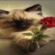 Exames de Sangue em Gatos