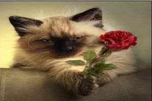 Exames de Sangue em Gatos