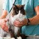 Fiv/Felv em Gato