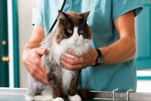 Fiv/Felv em Gato