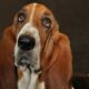 Linfoma em Cães