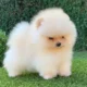 Lulu da Pomerânia em Santana