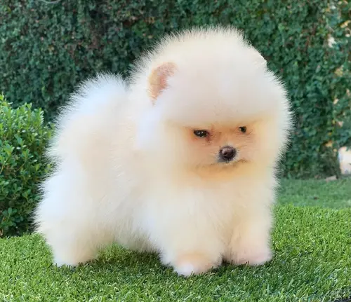 Lulu da Pomerânia em Santana