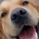 Microchip em Cães