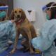 Oncologista Veterinario