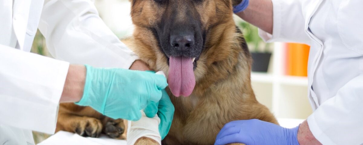 Tumores em Cães