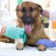 Tumores em Cães