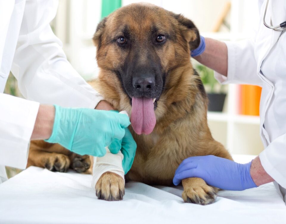 Tumores em Cães