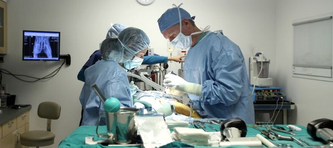 Veterinario Cirurgia