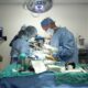 Veterinario Cirurgia