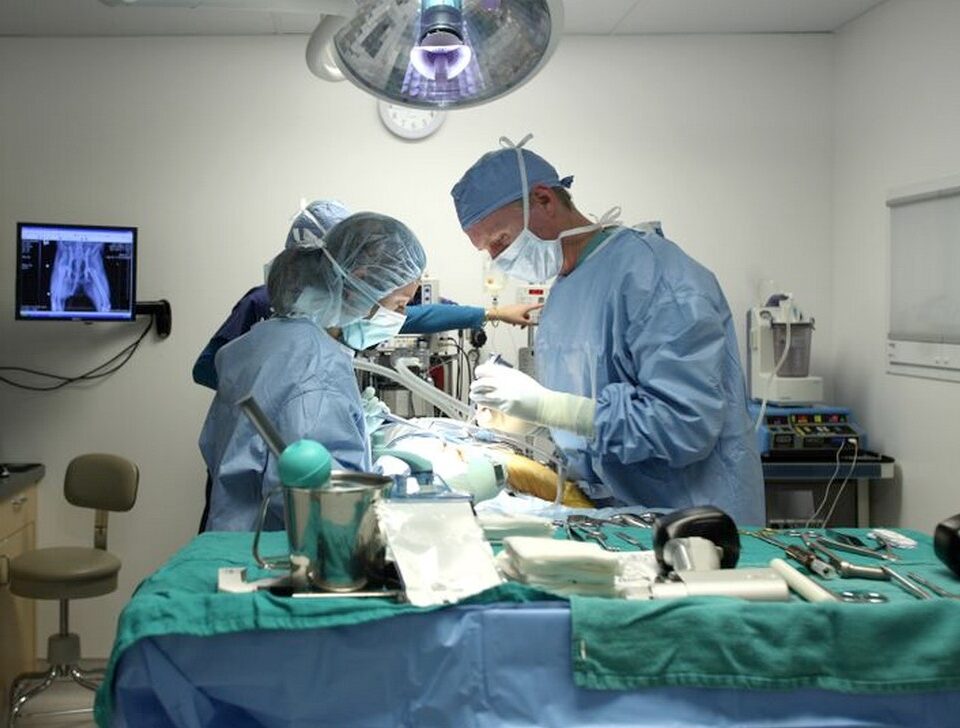 Veterinario Cirurgia
