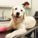 Ortopedista Veterinario