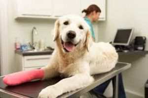 Ortopedista Veterinario