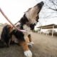 Alergia em Cães