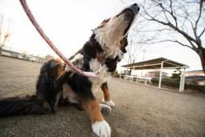 Alergia em Cães