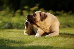 Atopia em Cães