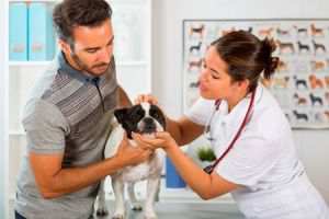 Coceira em Cães