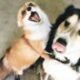 Diarreia em Cães