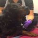 Doença Do Carrapato em Cães