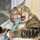 Especialista em Gatos