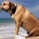 Giárdia em Cães