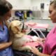 Laboratorio Veterinario